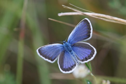 The blue and purple butterfly. Photographed up close in their natural environment. On the grass.