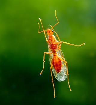 Unusual macro shot of a male winged carpenter ant taken from below when the ant was resting on a piece of glass