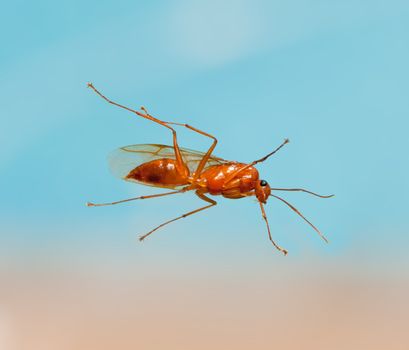 Unusual macro shot of a male winged carpenter ant taken from below when the ant was resting on a piece of glass