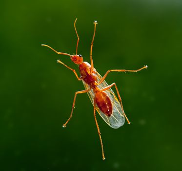 Unusual macro shot of a male winged carpenter ant taken from below when the ant was resting on a piece of glass