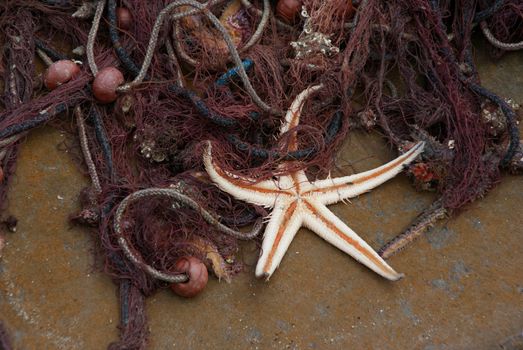 Starfish entangled in a fishing net.