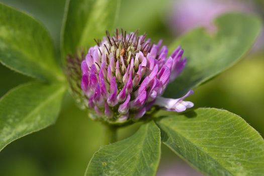 Detail of red clover (Trifolium pratense)