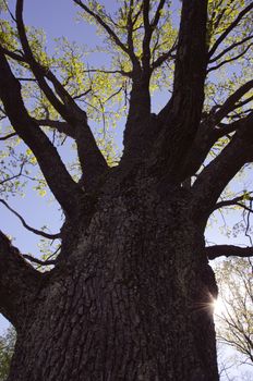 Centenarian oak in early spring and beams penetrating through its branches.