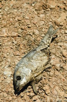 Dried fish laying on arid soil
