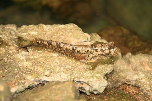a brown mudskipper fish resting on a rock
