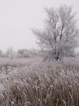 A foggy December morning of frosted trees and grass on the South Dakota prairie