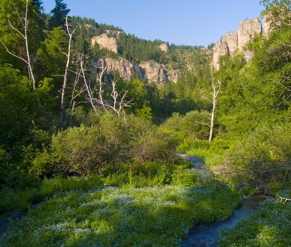 Flowers in cyan on the floor of Spearfish Canyon in the Black Hills of South Dakota