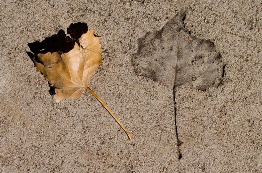 Leaf and Cement - A fallen leaf and an imprint of a leaf in cement.