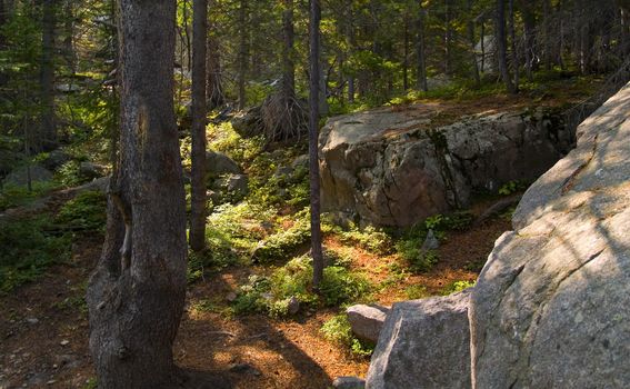 Light on the Forest Floor in Rocky Mountain National Park
