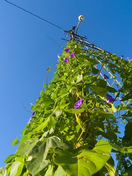 Morning Glories (Convolvulaceae) growing up a tall farmyard light.