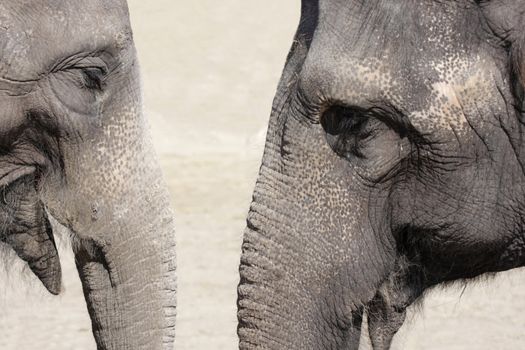 Two elephants close up