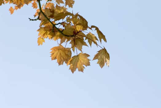 Leaves of maple in autumn