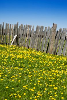 The old rural fence made of wooden boards stands on a green grass with set of yellow dandelions

