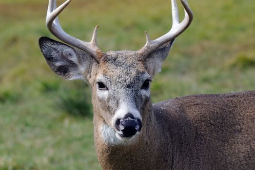 Portrait of a nice youg whitetail buck