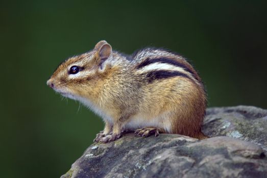 Closeup picture of an Eastern Chipmunk on a rock