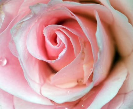 Closeup picture of a pink rose with some water droplets