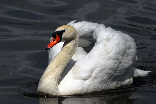 Closeup picyture of a beautiful White Swan swimming