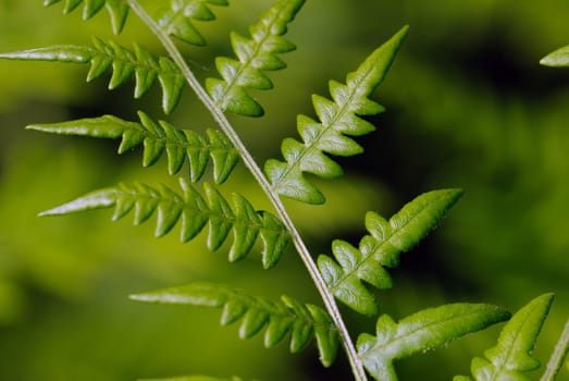 Closeup picture of a green fern branch