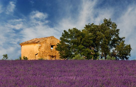 Image shows an old abandoned barn overlooking a lavender field, in the region of Provence, France