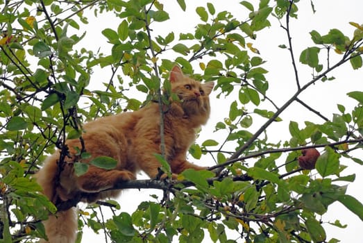 Foxy-red cat sitting on the tree with green leaves