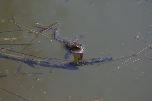 A frog in the pond in spring