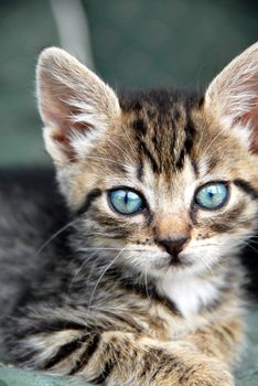 little baby mixed-brad cat with blue eyes portrait