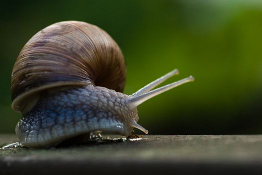 Crawling big Burgundy snail after rain on summer evening