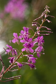 Pink flowers of Fireweed in the rain in summer