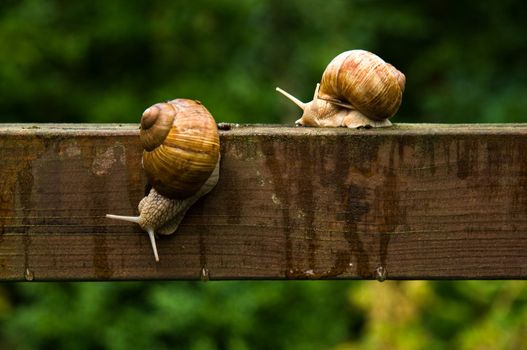 Big escargot snails crawling on wooden bar in the rain in summer