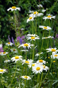 blooming daisies over green  field summer background