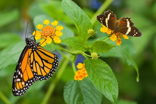 Monarch butterfly getting nectar from  Lantana camara or Spanish flag