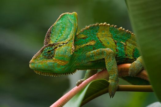 Beaitiful green Jemen chameleon climbing a branch and looking around