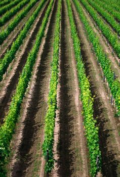 Vineyard rows in Germany