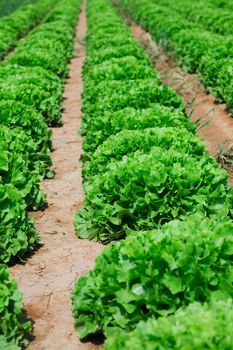 Beautiful, big, green cabbage from ecological farm