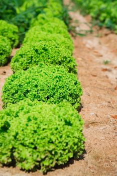 Beautiful, big, green cabbage from ecological farm