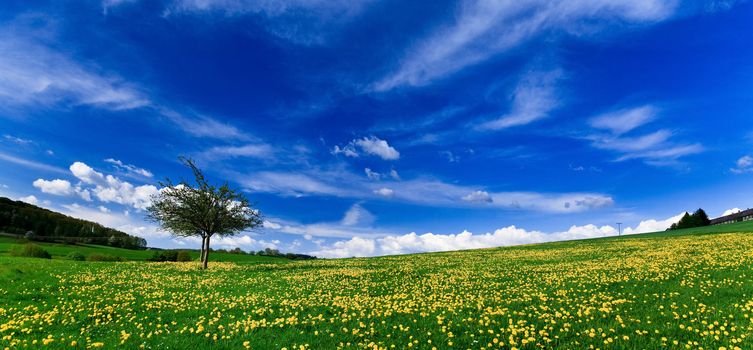 Spring landscape - green fields, the blue sky