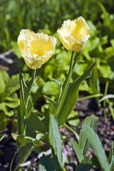Two yellow double-flowering tulips in the garden