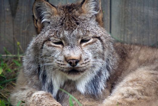 Closeup picture of a Lynx or bobcat at rest