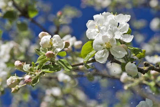 Apple tree flowers close up and a small spider with cobwed