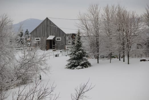 Winter scene showing fresh snow in a back country field