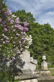 Blossoming lilac and ancient buiding in the park