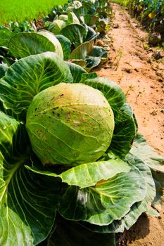 Green cabbage