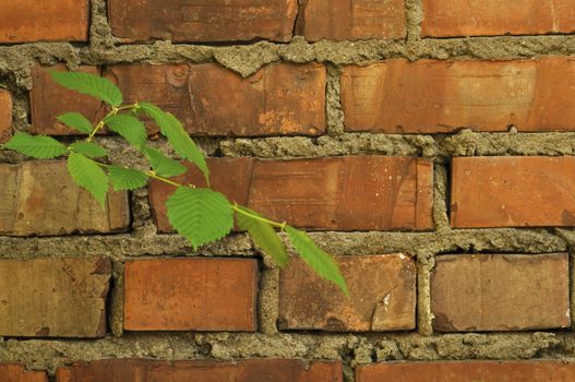 Structure of an old brick wall with green leaves
