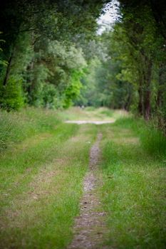 A beautiful straight path in a green environment