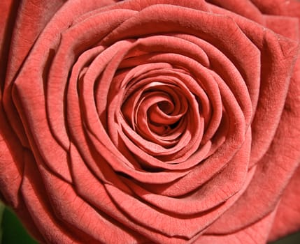 flower: red rose as postcard for example