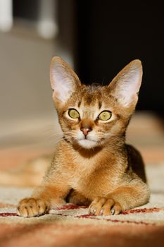 young Abyssinian cat in action