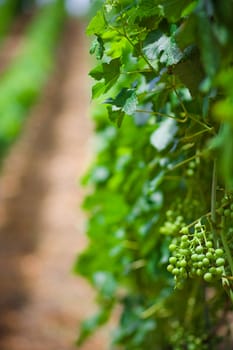 Vineyard rows in Germany