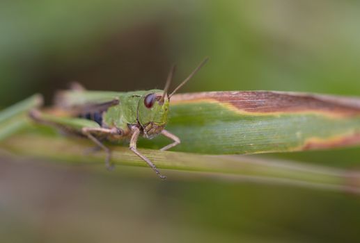 Grasshopper on the blade of grass