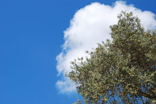 Olive tree over blue sky and white cloud with copy space at left