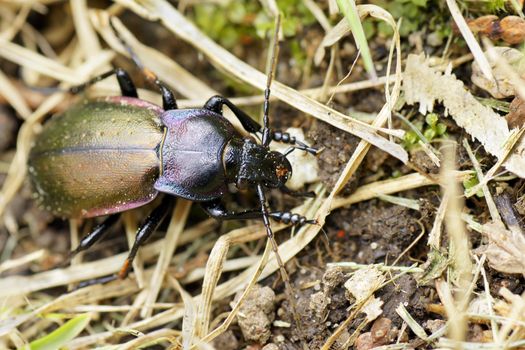 Looking at the beautiful, shinny purple-rimmed ground beetle (Carabus nemoralis) in the grass.